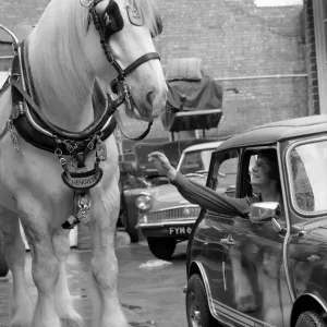 Hengist the Shire Horse with Mini Car Driver Print Hengist the Shire Horse with Mini Car Driver Print