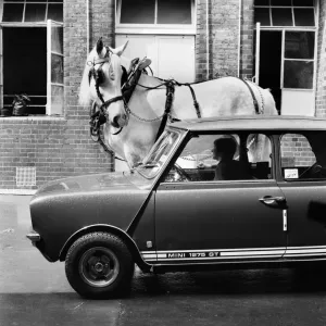 Hengist the shire horse talking to a woman driving a mini car. May 1975