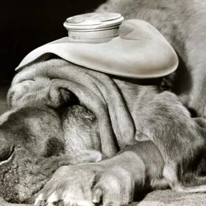 Henry the Blood Hound dog asleep with a hot water bottle on his head to cure his headache