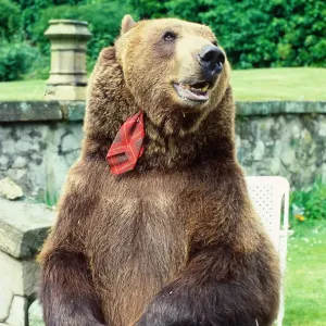 Hercules the bear July 1985 owned by Andy Robin and Maggie Robin O /s C / T Andy Robin