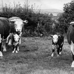 A herd of Hereford cattle