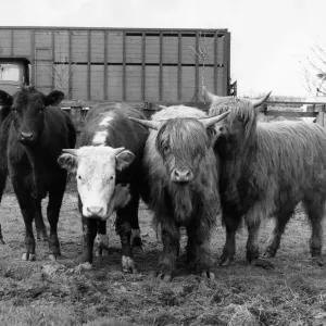 A herd of Highland cattle bought to frighten holidaymakers off a farmers land