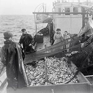 Herring Fishing fleet at Lerwick, Shetland Isles. 1950 Freda Adamson
