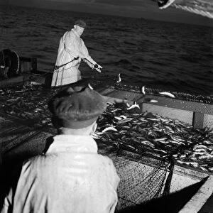 Herring Fishing fleet at Lerwick, Shetland Isles. June 1950 O24442-005