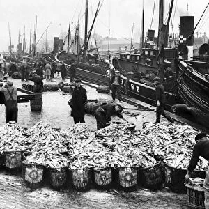 The herring fleet lands its catch at Yarmouth. October 1936 P004153