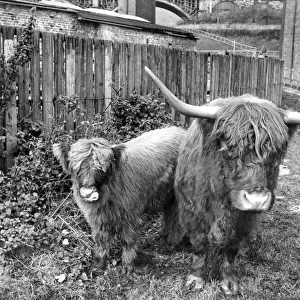 Highland cattle at Byker city farm in Newcastle