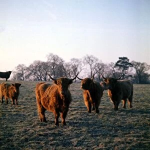 Highland Cattle grazing in Wilmslow, Cheshire 1974
