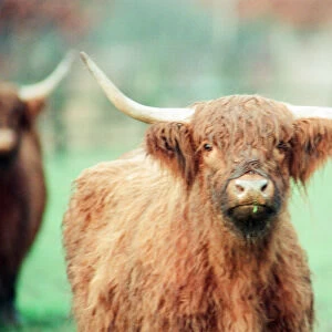 Highland Cattle at Stewart Park, Marton, Middlesbrough, England, 28th December 1993