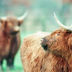 Highland Cattle at Stewart Park, Marton, Middlesbrough, England, 28th December 1993