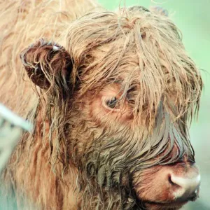 Highland Cattle at Stewart Park, Marton, Middlesbrough, England, 28th December 1993
