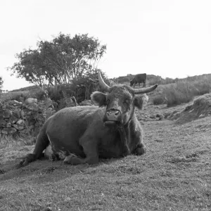 Highland Cow Print, Isle of Soay, 18/09/1960