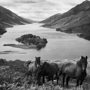 Highland ponies on top of the Tor Choicht plateau, 500 feet above Loch Shiel Highland ponies on top of the Tor Choicht plateau, 500 feet above Loch Shiel