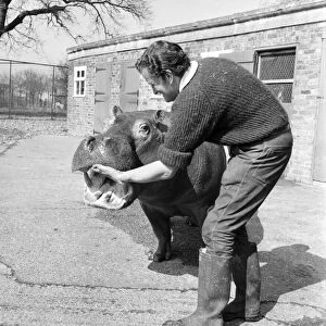 Hippo at Chessington Zoo. January 1965 C103-001