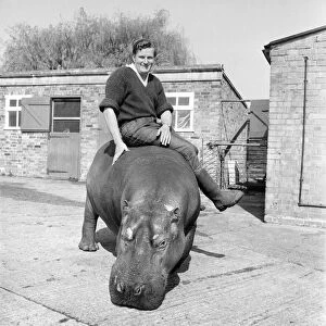 Hippo at Chessington Zoo. January 1965 C103-003