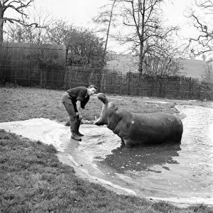 Hippo at Chessington Zoo. January 1965 C103-005