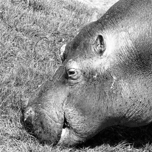 Hippo at Chessington Zoo. January 1965 C103-008 Hippo at Chessington Zoo. January 1965 C103-008