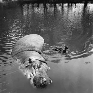 1952 Hippo and Duck Print