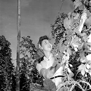 Hop picker Pat Johnson at work in the Kent countryside. 2nd September 1954