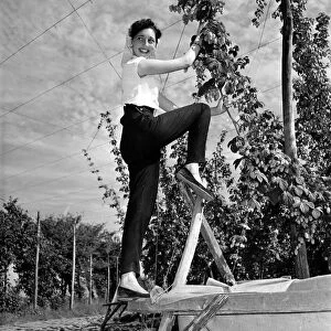 Hop picker Pearl Redman at work in the Kent countryside 2nd September 1954