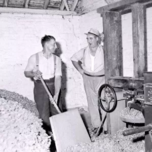 Hop picking in progress in Worcestershire, men hard at work. October 1959