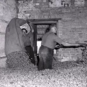 Hop picking in progress in Worcestershire. Men hard at work. October 1959
