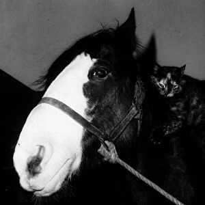 Horse with cat lying on his neck circa 1985
