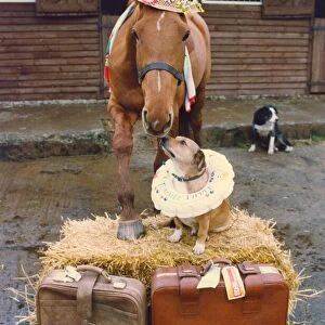 A horse with his dog friend at a horse holiday camp