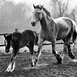 Caballo y potrillo en el West Midland Equitation Centre, Cookley, Kidderminster.
