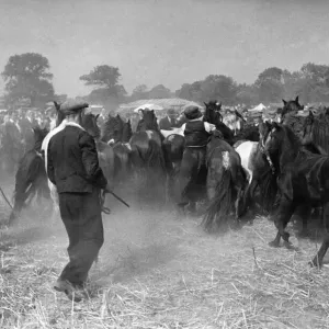 Barnet Fair Horse Sale Print, 6th September 1949 Barnet Fair Horse Sale Print, 6th September 1949