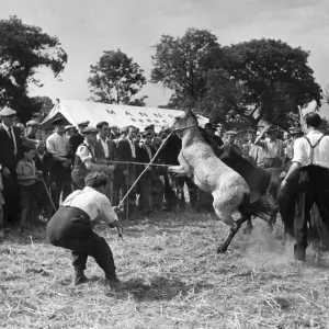 Horse Sale at Barnet Fair: The Bernet Fair Horse Sales many of the horses are unbroken Horse Sale at Barnet Fair: The Bernet Fair Horse Sales many of the horses are unbroken