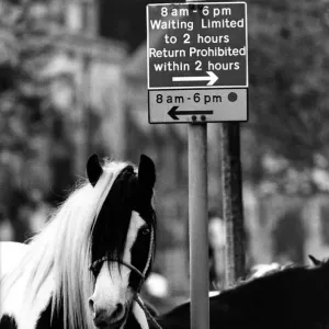 These horses are flouting the rules on (mane) street at the Appleby Horse Fair in These horses are flouting the rules on (mane) street at the Appleby Horse Fair in