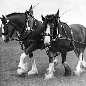 Two horses owned by the Nation Coal Board, Ashington which won the horses in plough