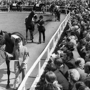 Horses paraded before the big race of the day, the Northumberland Cup at Gosforth Park
