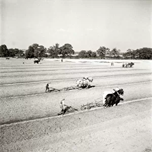 Horses ploughing the fields on the farm circa 1963 A©Mirrorpix