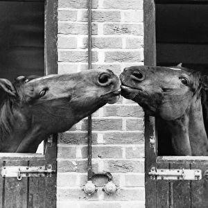 Two horses at Bill Roachs stables at Lambourn, in Berkshire
