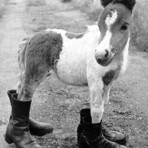 Shetland Pony Lucky Print - Britain's Smallest Ponies Shetland Pony Lucky Print - Britain's Smallest Ponies