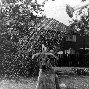 Hot Dog - Cooled Down. 3 months old Peggy, a puppy watched her mistress watering