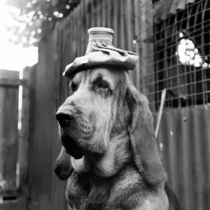 Hot Weather. Bruce the Bloodhound tries to keep a cool head with a ice pack