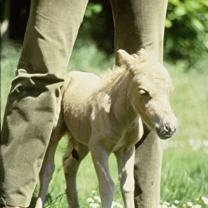 One hour old Falabella miniature horse Angelica born to Sandstorm at Kilverstone Wildlife