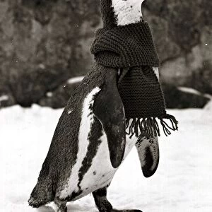 Humperdink The penguin - January 1979 wearing a scarf