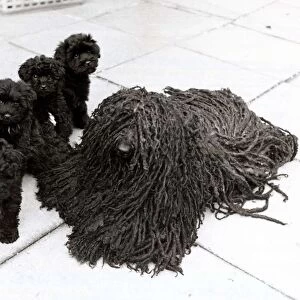 Four Hungarian puli dog puppies with Bodri the dishmop dog in Hampstead London
