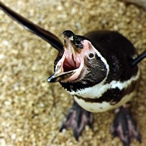 Hungry Penguin. 06 / 02 / 1992 P044360