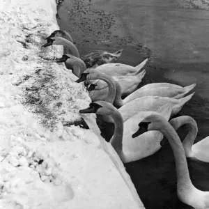Hungry swans, their natural food sealed off by ice, are given crumbs at Roath Park Hungry swans, their natural food sealed off by ice, are given crumbs at Roath Park