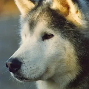A Husky waiting patiently to race A Husky waiting patiently to race