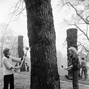 Hyde Park Elm Trees. During the late 20th century more then 900 elms in the park were