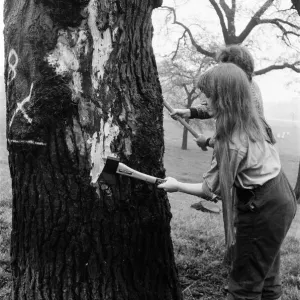 Hyde Park Elm Trees. During the late 20th century more then 900 elms in the park were