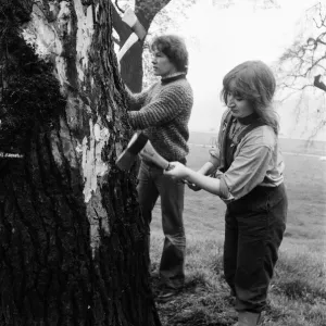 Hyde Park Elm Trees. During the late 20th century more then 900 elms in the park were