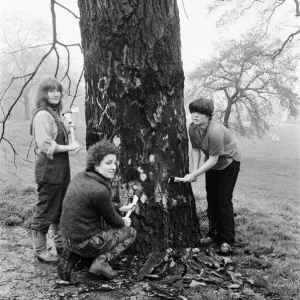 Hyde Park Elm Trees. During the late 20th century more then 900 elms in the park were