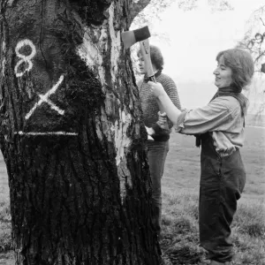 Hyde Park Elm Trees. During the late 20th century more then 900 elms in the park were
