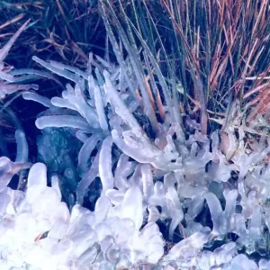 The ice has formed round single blades of grass which makes this look like a photograph